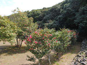 【 subaki Camellia trees in colonies 】 From Yuzuya Honten, it takes 50 min of walk. 7 min of driving.