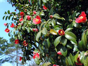 椿の開花時期は、12月下旬～3月下旬です。