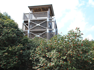 From the observation platform, you can view the Camellia trees in colonies and the islands in the ocean. 